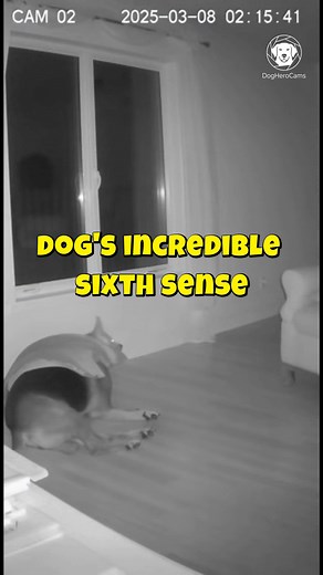 89K views · 332 reactions | This intense CCTV footage shows a dog's...