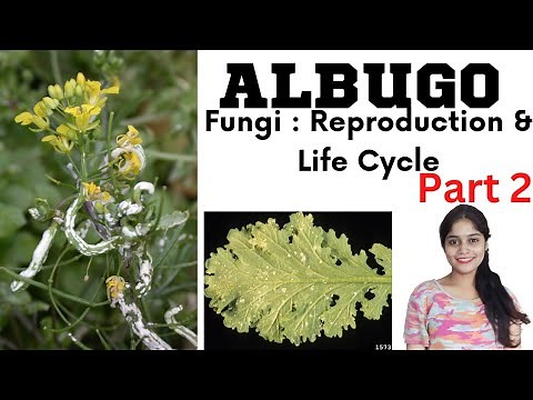 Albugo - The Process of Reproduction & Life Cycle | Fungi | White Rust of Crucifers