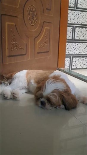 🤣🐶🐶🐶😭😭🐶🐶🐶🤣|#ytshorts |#shitzulove |#petshub |#funny \\#pets{"simpleText":"Sign in"}{"simpleText":"Sign in"}{"runs":[{"text":"Save"}]}Want to watch this again later?live life Barfi{"simpleText":"Personalized"}{"simpleText":"None"}{"runs":[{"text":"Unsubscribe"}]}live life Barfi?live life Barfi?3:00:01{"content":"Frame TV Art Gallery Wallpapers"}{"content":"202K views"}{"content":"1 year ago"}5:48{"content":"Tosa Bebe Pet","styleRuns":[{"startIndex":13,"styleRunExtensions":{"styleRunColo