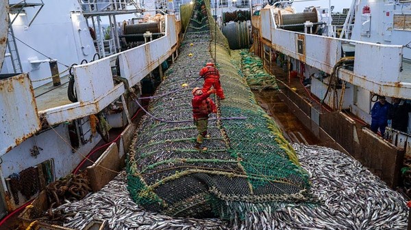 Robotic Fishing Revolution How American Fishermen Catch Billions of Fish Using Longline Technology