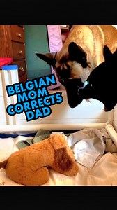 The words "Pack Leader" are probably one of the most misinterpreted and misrepresented words in the dog world. Let's be clear about it. Dogs come from wolves. In nature, the pack leaders in a pack of wolves are the breeding male AND female. In other words, they are the parents who lead their offspring. While they are both leaders, they use a group style leadership, a division of labor, where mom has certain roles and dad has certain roles within their leadership group. The Moms role is primarily