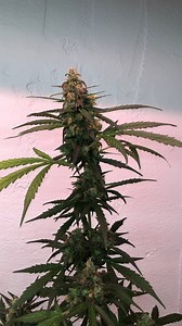 When to harvest⏰? 14 Weeks Northern Lights Auto🙏