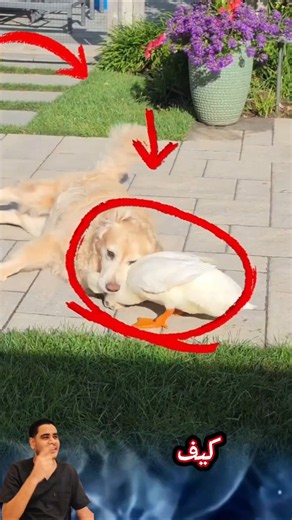 Incredible friendship: watch how this dog plays with his duck friend! 🐕🦆 #shorts