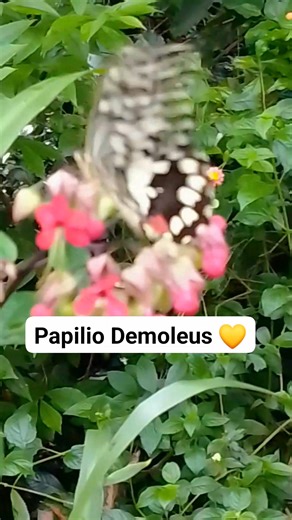 Papilio Demoleus is a common and widespread swallowtail butterfly. The butterfly is also known as the lime swallowtail, and chequered swallowtail. These common names refer to their host plants, which are usually citrus species such as the cultivated lime. Unlike most swallowtail butterflies, it does not have a prominent tail. #fypシ゚viralシ #everyonefollowers #chadavalencia #valenciatourism #touristattraction #dumaguetetourism #butterflygarden #butterflies #tourism #followerseveryone #swallowtail 