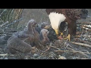 Decorah Eagles Mom With 2 Fish & Excellent Feeding 4/26/18