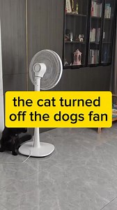 11K views · 37K reactions | Power outage! (Thanks, cat.) Dad, plug-in, please! #englishspringerspaniel #englishspringerspanielpuppy #cat #catlovers #doglover | Liberty Federico Ibong Adarna | Facebook