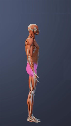 Watch an animated explanation of the pathways of the L5-S1 nerve roots and parts of the body they connect to. | Spine-health