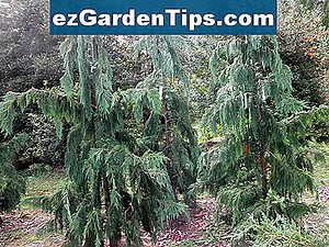 Narrow Columnar Evergreen Trees 🌱 Tips Jardineros - Es.ezGardenTips.com
