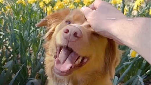 Official trailer for the new horror film #GoodBoy (🍅95%) - in theaters October 3. | Rotten Tomatoes