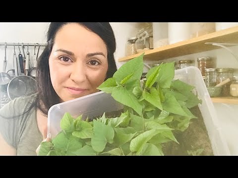 Growing Purple Sweet Potato Slips