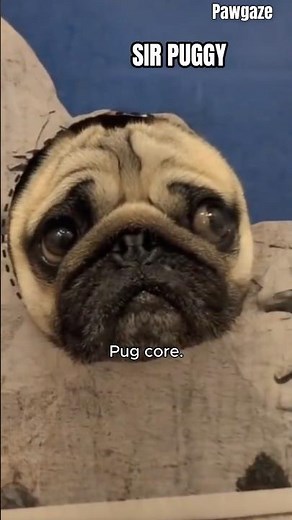 Pug Core 🐶 | Squishy Faces, Chaotic Vibes #pets
