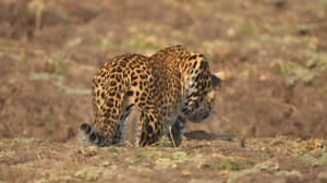 Leopard Hunts Baboon in Broad Daylight
