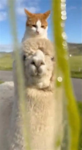 Spitting Mad: Alpaca Doesn't Like Close-Ups (Cat Approved) #cat #shorts #fyp #viral #trending