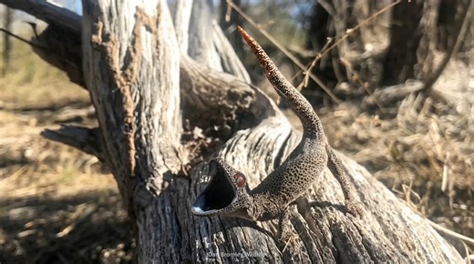 Watch what happens when a gecko shoots a toxic spray from its tail