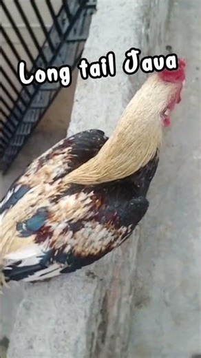 Nice breed Aseel long Tail Java