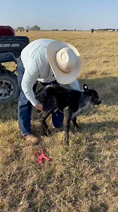 This calf is so cute! #Calf #Cow #Heifer #Corriente #Cattle #Ranch #Ranching #KeepRanchin | Bar 7 Ranch