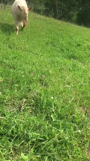Смешные моменты с баранами и козами в видео