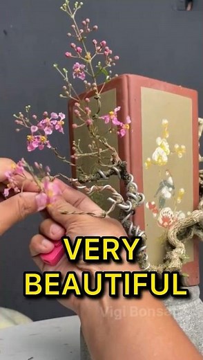 The strength and beauty of a bonsai art