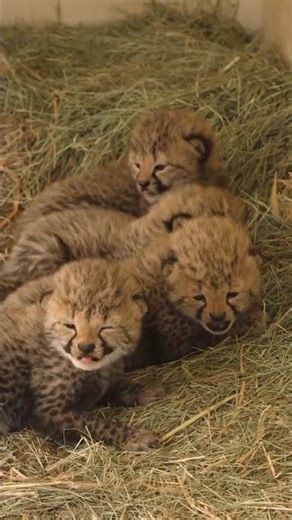 Paws everything for cheetah cubs 🐆🧡