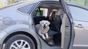 Back Seat Extender Dogs, Dog Seat Cover Back Seat, Waterproof Dog Hammock Car w/ Hard Bottom Back Seat Protector w/ Mesh Window & Storage Pocket Car, Truck, SUV Dog Bed Car
