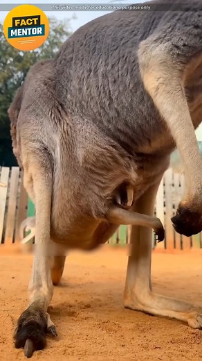 Kangaroo Pouch Life – #BabyInPouch #MarsupialCare #virals #fypシviralシ2024 #fypシ | Fact Mentor