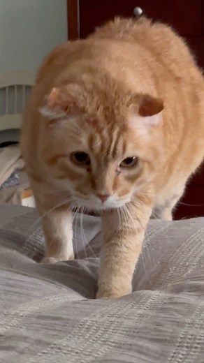 8.1K views · 1.7K reactions | Columbo loves the cat stairs he has for our bed #easy #comfort #my #bed #share #stray #nomore #adopted #wanted #thisisrescue #furballfarmcatsanctuary #columbo #share | Furball Farm Cat Sanctuary | Facebook