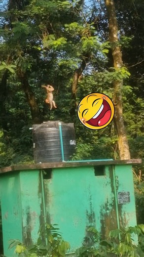 Where did the monkey fall ?🤣😂 . . . . . . . . #LaughWithAnimals #monkeyfalls #monkefun | Laugh with Animals