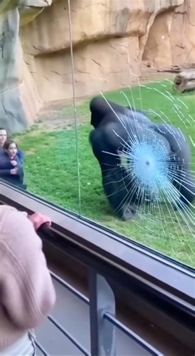 Gorilla Cracks the Glass! 😱 #shorts