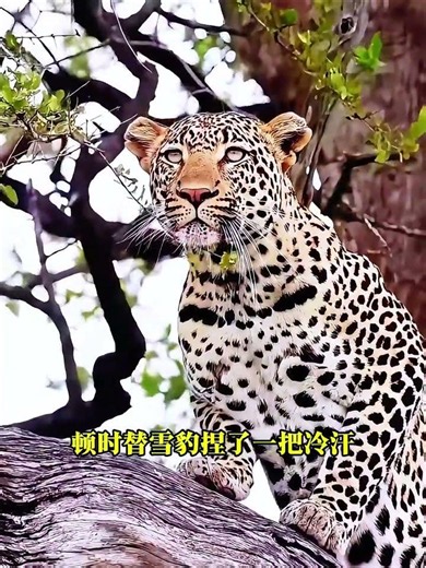 雪豹在懸崖上英勇跳躍的驚險一刻 #野生動物零距離 #雪豹 #花豹 #野生動物保護 #動物世界