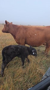 Calves are gonna start falling from the sky soon! #cow #calf #farming | Ruda Farm & Ranch