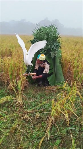 #harehunting #hunting #shortvideo #farming #birdhunting