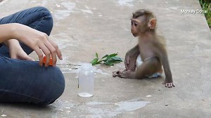 39K views · 1.5K reactions | Wow Smart And Good Baby Monkey Donal Sit Looking Mom Put Milk Into Battle For Him | Monkey Dodo | Facebook