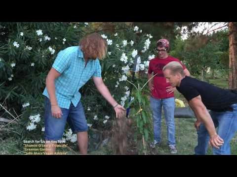 How to Plant a Tropical Fruit Tree