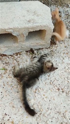 Amazing Cat Facts That Will Surprise You | animal day life