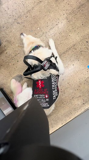 Service Dog Registration: Real vs Fake | Revealing the Truth