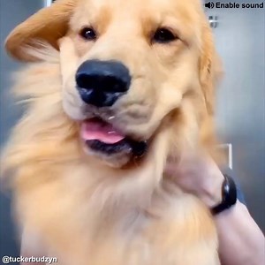 Do you like my dancing?🕺😂 | German Shepherds Family
