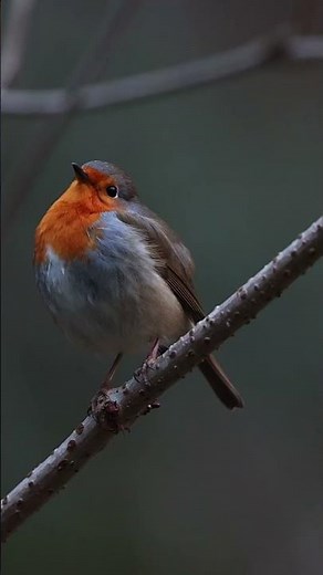 Diese fünf Vögel singen bereits im Februar #vogelstimmen #vogelbeobachtung #vogel