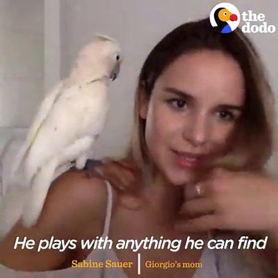 1M views · 10K reactions | Having a bird is basically like having a toddler — forever  | The Dodo | Facebook