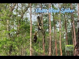 Spider (Nephila pilipes) venomous 🤔?