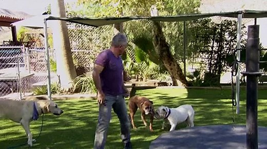 Cesar 911 - S1E3 - Dog Fight - video Dailymotion