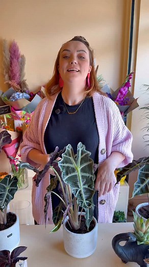 Hey plant k*llers! 😝 Back by popular demand, now that we’re settled into our new home it’s time for the next season of Plant School. If you have a house filled with plants, or your thinking of dabbling in #plantmom life, we’re hear to teach you how to care for your house plants, and hopefully keep them alive. First up is Alacosia Polly, or Elephant Ears. This beautiful plant with its fabulous leaves can be a bit of a diva. Let’s talk through the best way to care for her. What plant should we co
