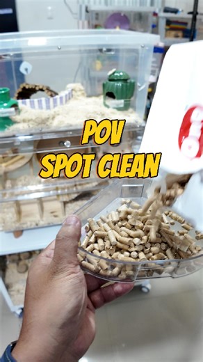 POV: Spot Cleaning our Hamdoption baby cage. | Philippine Hamster Keepers