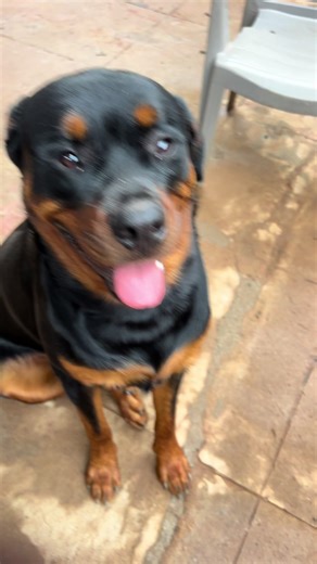 Training Your Rottweiler for Obedience