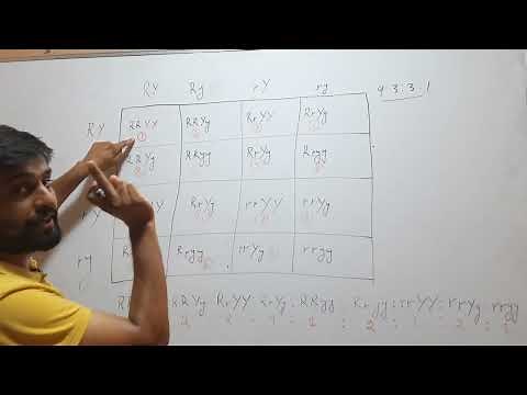 What is Genotypic Ratio of Dihybrid Cross?