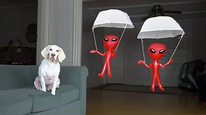 158K views · 1.9K reactions | Dog vs. Aliens in Parachutes Prank: Funny Dog Maymo Pranked by Alien | Maymo the Dog | Facebook