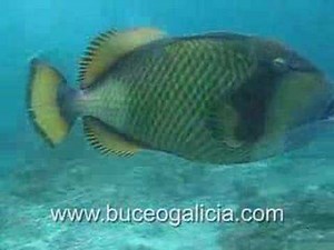 Triggerfish attack