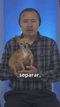 How to know if your Chihuahua trusts you (clear signs)
