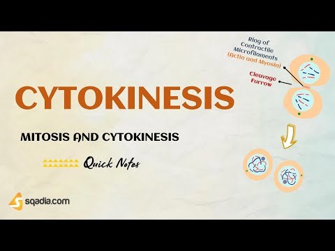 Mitosis and Cytokinesis | Cytokinesis