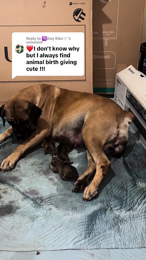 Maya the Boerboel: Witness a Heartwarming Dog Birth
