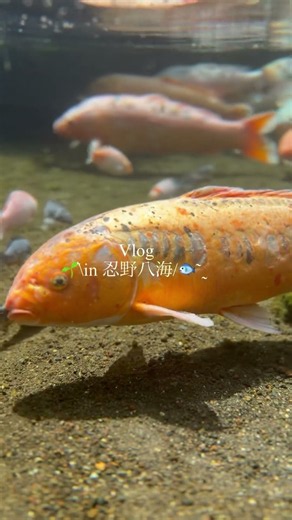 まじでここ永遠に居れる🐟#vlog #忍野八海 #水中世界 #山梨観光 #学生